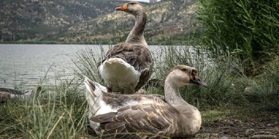 Ankaralıların doğaya kaçış adresi: Eymir Gölü doğal yaşamıyla kentin vazgeçilmezi 2